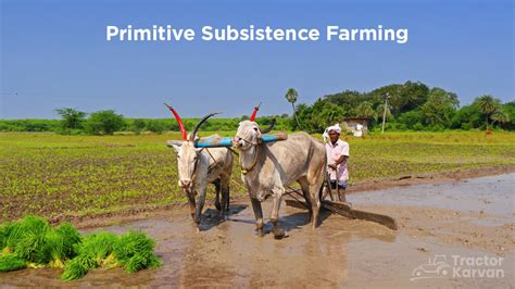 Subsistence .